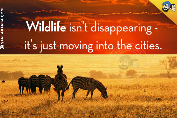 Wildlife isn't disappearing - it's just moving into the cities.