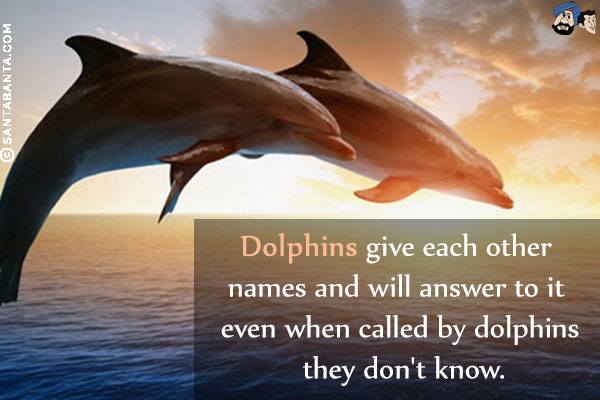 Dolphins give each other names and will answer to it even when called by dolphins they don't know.