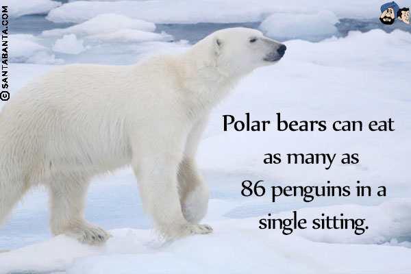 Polar bears can eat as many as 86 penguins in a single sitting.