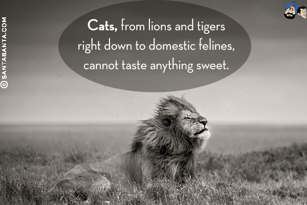 Cats, from lions and tigers right down to domestic felines, cannot taste anything sweet.