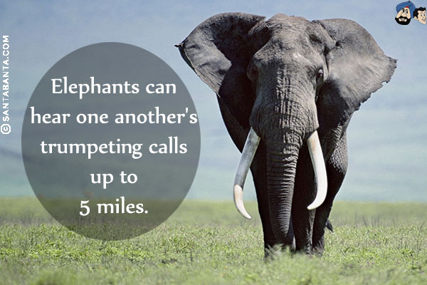 Elephants can hear one another's trumpeting calls up to 5 miles.