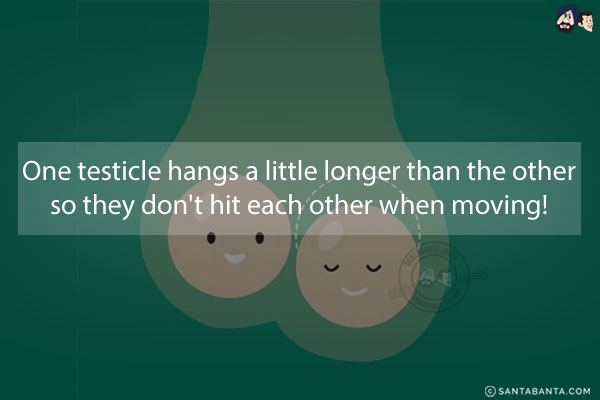 One testicle hangs a little longer than the other so they don't hit each other when moving!