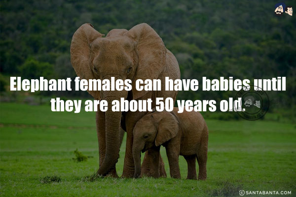 Elephant females can have babies until they are about 50 years old.