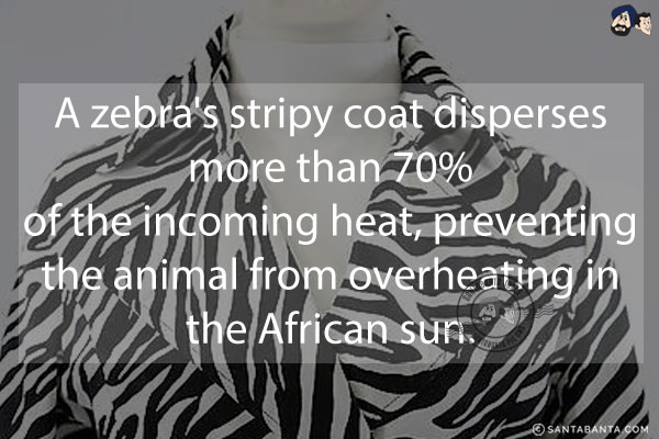 A zebra's stripy coat disperses more than 70% of the incoming heat, preventing the animal from overheating in the African sun.