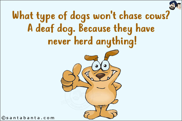 What type of dogs won't chase cows? <br/>
A deaf dog. Because they have never herd anything!