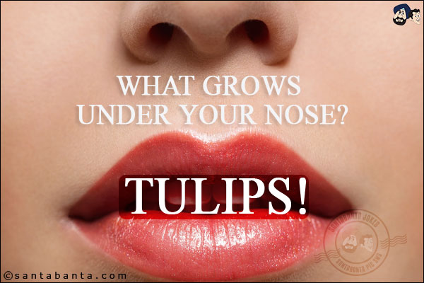 What grows under your nose?<br/>
Tulips!