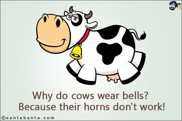 Why do cows wear bells? <br/>
Because their horns don't work!