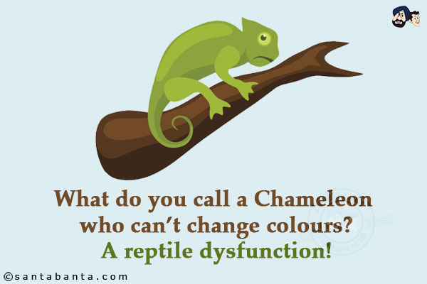 What do you call a Chameleon who can't change colours?<br/>
A reptile dysfunction!