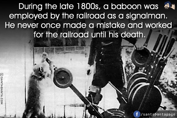 During the late 1800s, a baboon was employed by the railroad as a signalman. He never once made a mistake and worked for the railroad until his death.