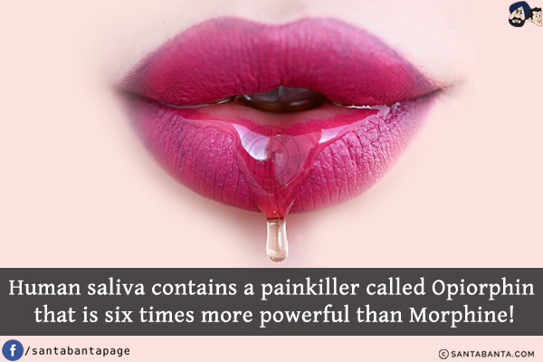 Human saliva contains a painkiller called Opiorphin that is six times more powerful than Morphine!