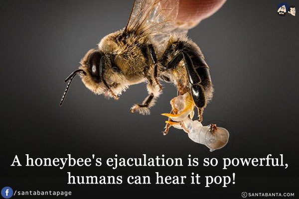 A honeybee's ejaculation is so powerful, humans can hear it pop!