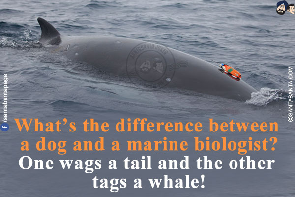 What's the difference between a dog and a marine biologist?<br/>
One wags a tail and the other tags a whale!