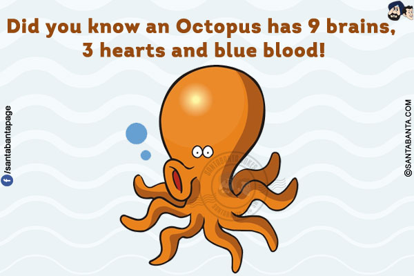 Did you know an Octopus has 9 brains, 3 hearts and blue blood!