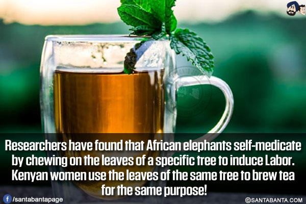 Researchers have found that African elephants self-medicate by chewing on the leaves of a specific tree to induce Labor. Kenyan women use the leaves of the same tree to brew tea for the same purpose!