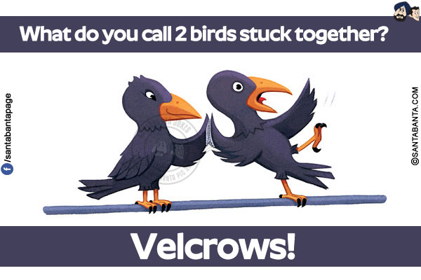 What do you call 2 birds stuck together?</br>
Velcrows!