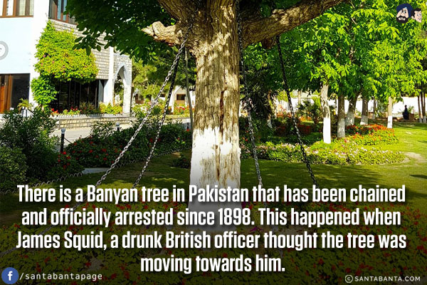 There is a Banyan tree in Pakistan that has been chained and officially arrested since 1898. This happened when James Squid, a drunk British officer thought the tree was moving towards him.