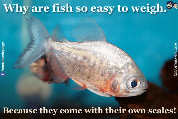 Why are fish so easy to weigh.</br>
Because they come with their own scales!