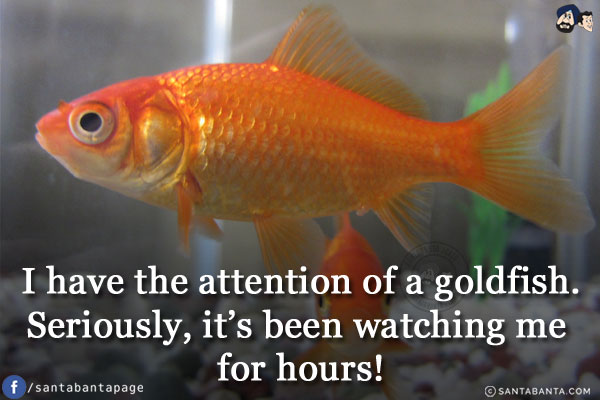 I have the attention of a goldfish.<br/>
Seriously, it's been watching me for hours!