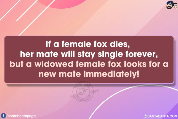 If a female fox dies, her mate will stay single forever, but a widowed female fox looks for a new mate immediately!
