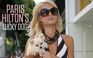 Paris Hilton's Lucky Dog!