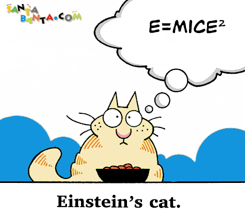 Einsteins cat!