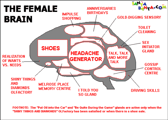 The female brain!