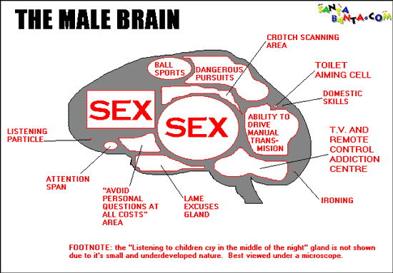 The male brain!