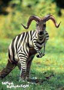 Australian Zebra !