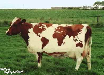 World Cow !