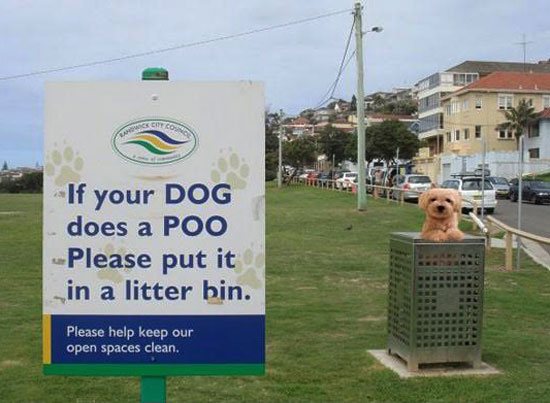 The Dog or The Poo?