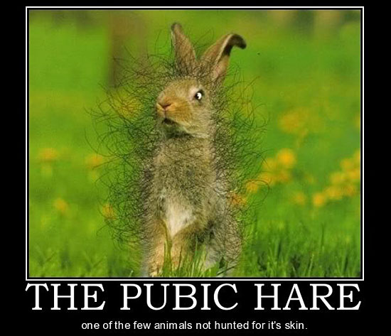 The Pubic Hare