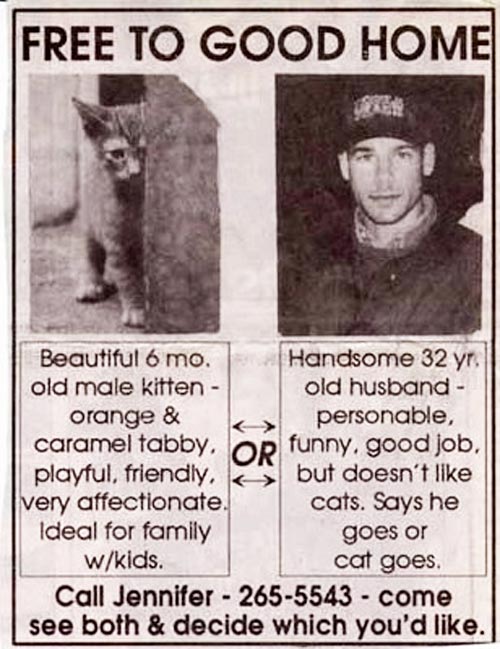 Husband or Kitten!