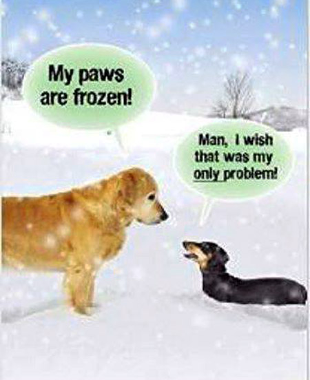 My Paws Are Frozen