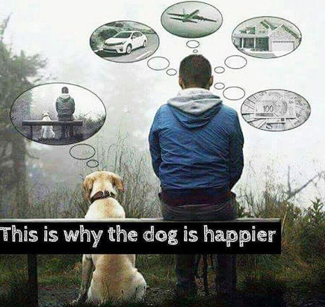 This Is Why the Dog Is Happier