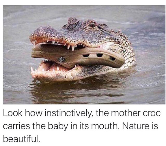 A Baby Croc