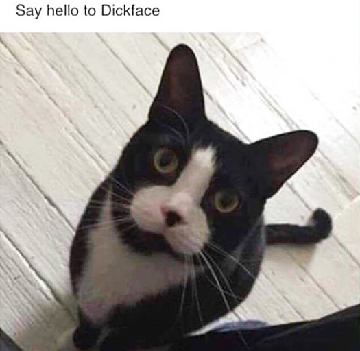 My Dickface Cat