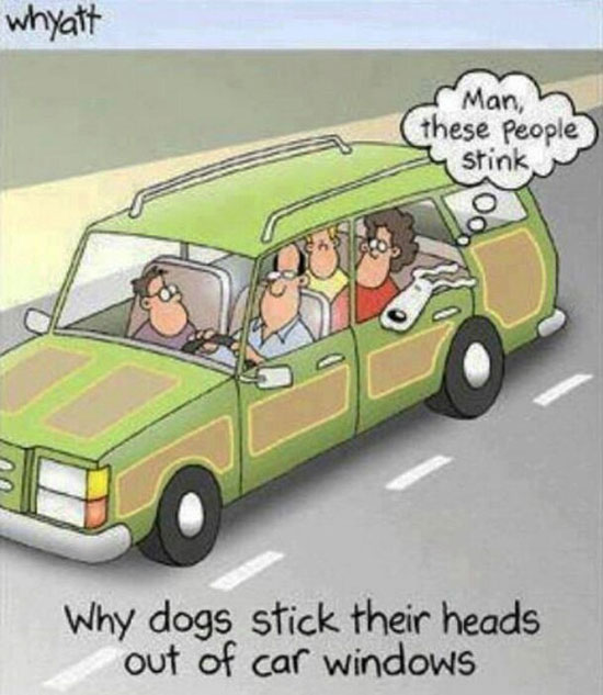 Ever Wonder Why Dogs Stick Their Head Out of Car Windows?