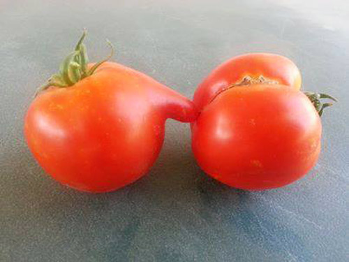 Naughty Tomatoes