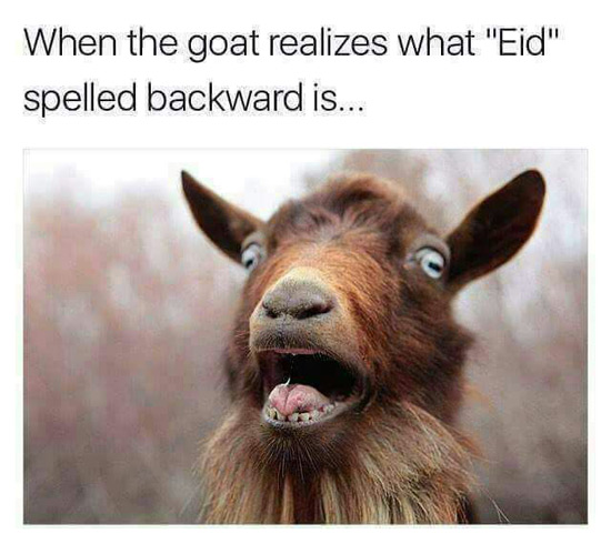 What Eid Means To Goats!!!