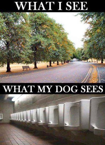 Through a Dog's Eyes