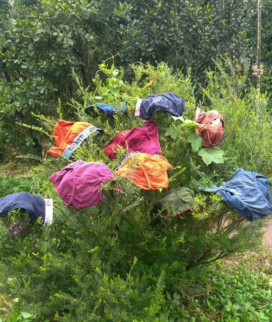 Monsoon Flowers