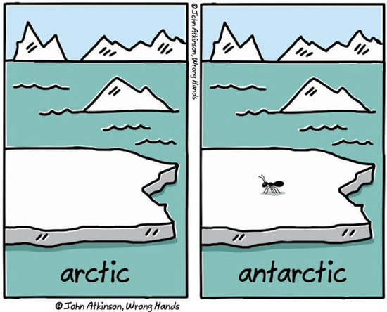 Arctic Vs Ant-arctic