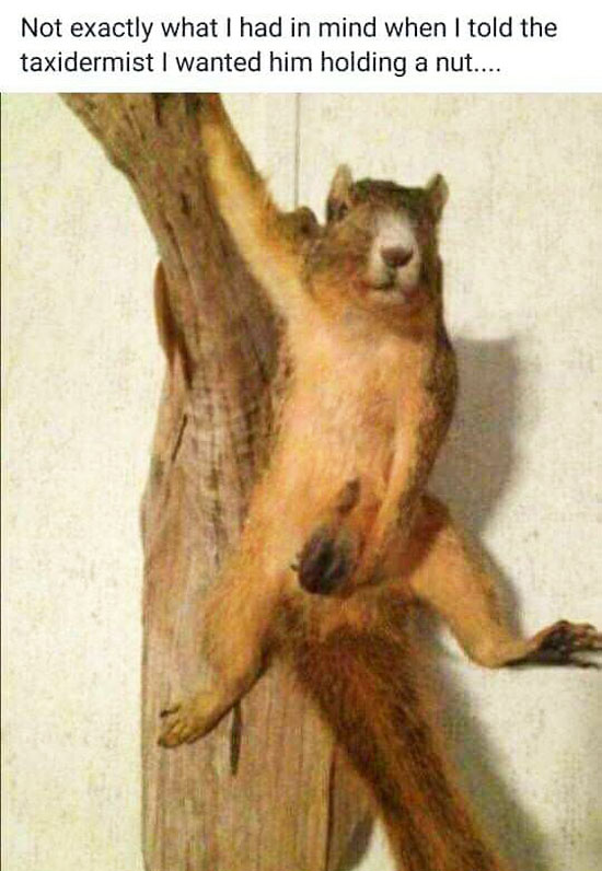 Taxidermy Fail - Mounted Squirrel Holding a Nut 