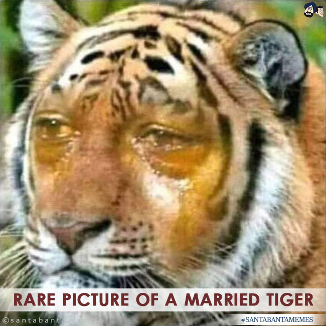 Married Tiger