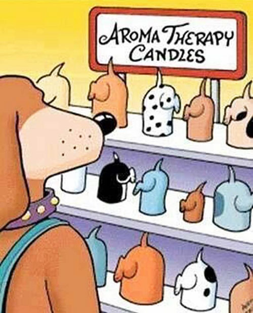 Aroma Therapy for Dogs