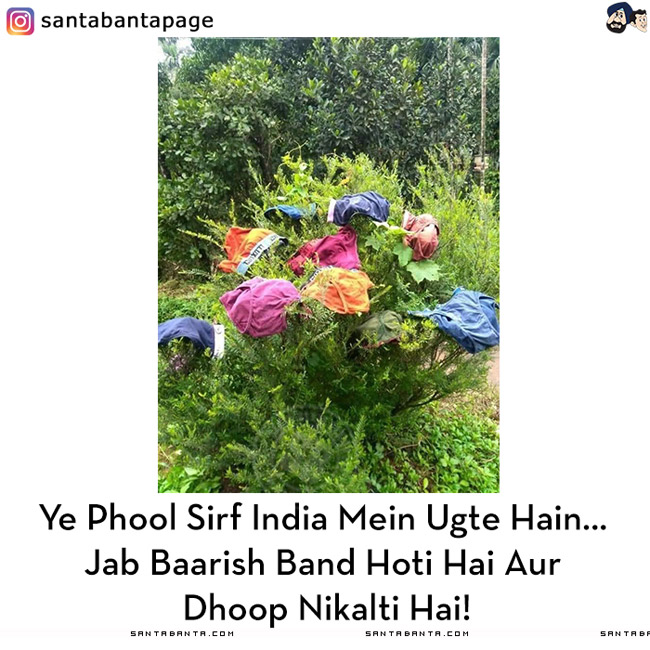 Monsoon Flowers Found In India Only