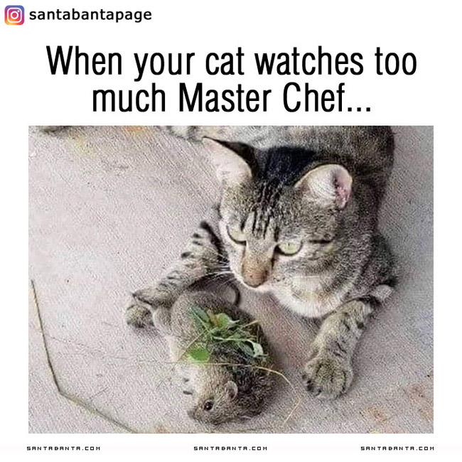 Masterchef Cat