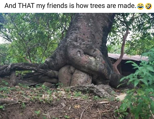 Tree Sex!