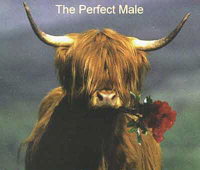 The Perfect  Male