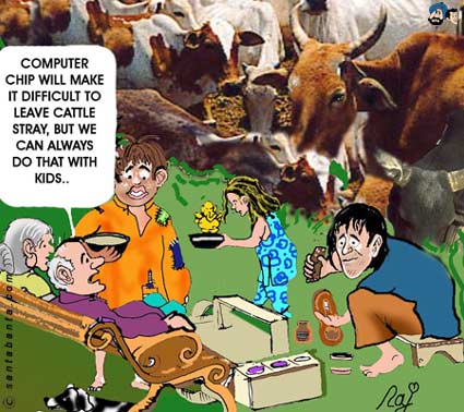 Stray Cattle